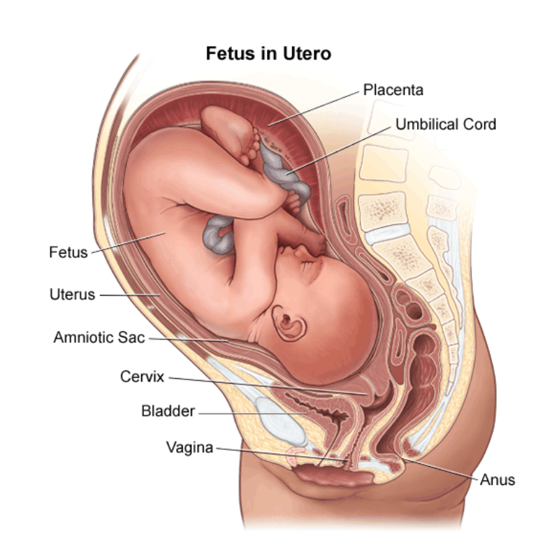 Fetus in utero.png