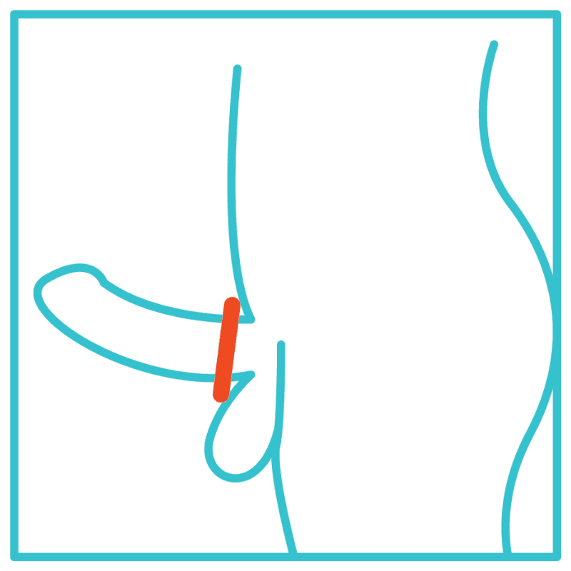 Single loop cock ring.png